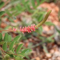 Indigofera hirsuta L.